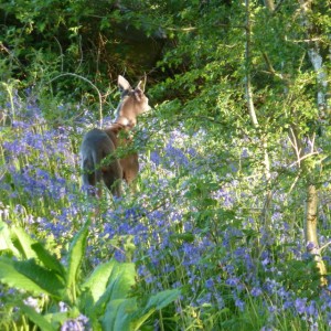 Ruby Lovaton footpath